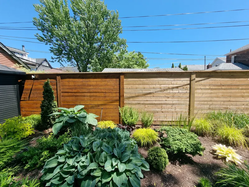Horizontal wood fence behind a mature hosta garden on a sunny day
